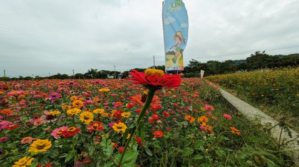 銅鑼杭菊,功維敘,玫瑰森林2349228