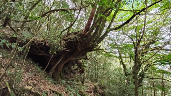 干卓萬群峰五天1141001~052906194