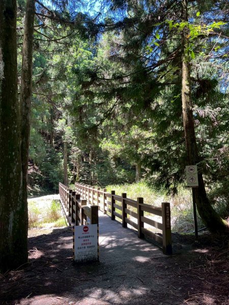 新竹 五峰 觀霧國家森林遊樂區 大鹿林道西線 榛山步道2811382