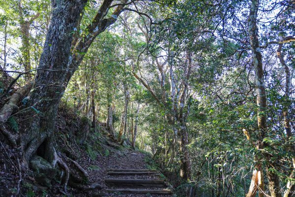 [苗栗]馬那邦山2355137