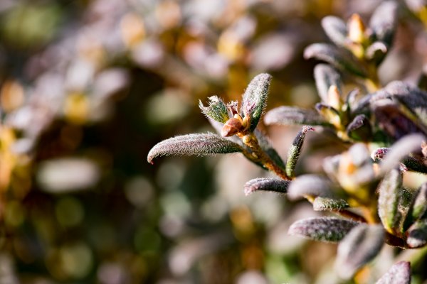 合歡北峰-圓柏的視野466853