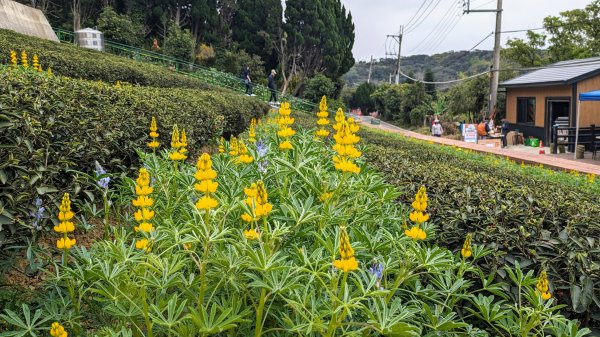 大北坑魯冰花2435735