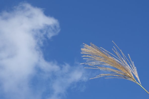 阿興阿賢秋芒宅急便（無耳茶壺山、半屏山、燦光寮山）+哈巴狗岩738390