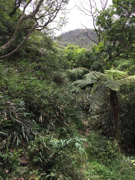 竹子山古道-竹子山微波反射板俗稱北北峰144812