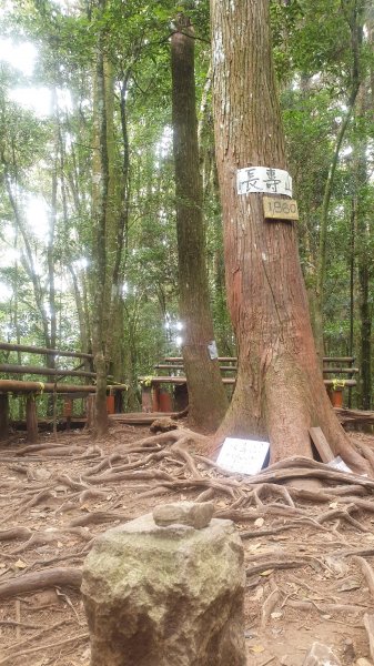 大雪山森林遊樂區+長壽山1157255