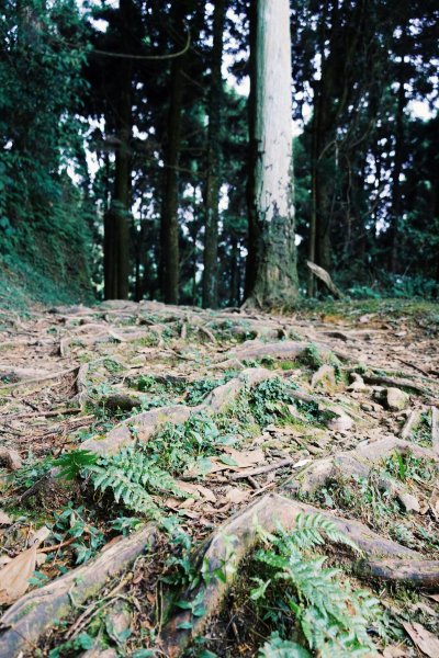 健行｜奮起湖大凍山1093391