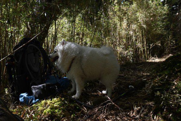 瀧奧山帶銀狐犬走走 2024.1.82400444