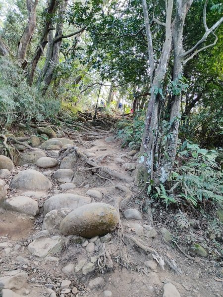 飛鳳山觀日坪古道2656244