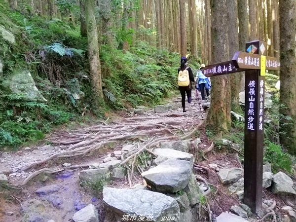 【台中。和平】綠蔭杉林大口森呼吸。 橫嶺山自然步道x橫嶺山主峰1497932