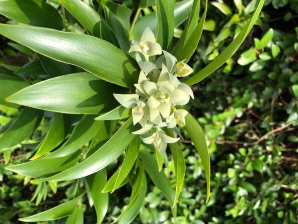 埔里彩蝶瀑布之國姓鄉眉冷山及糯米橋1466154