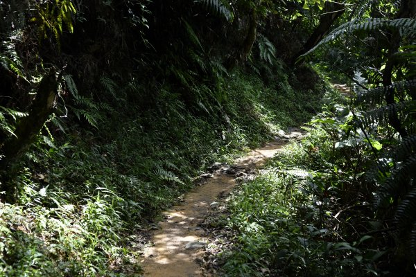 被遺忘的南港山角落：樹梅古道1444325