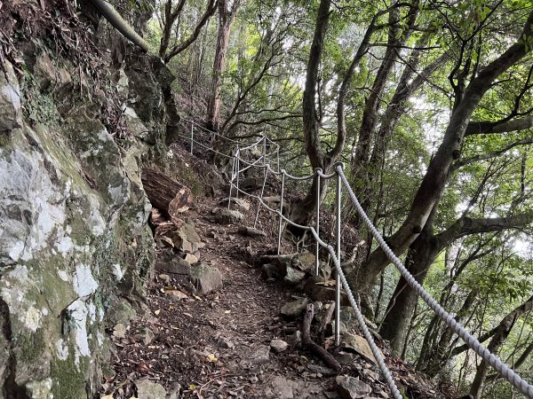 加里山 大坪登山口 杜鵑嶺 加里山P形1900982