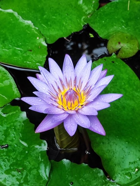 台中大甲鐵砧山2769479