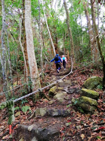 【台中。和平】谷關七雄入門款。 唐麻丹山874523