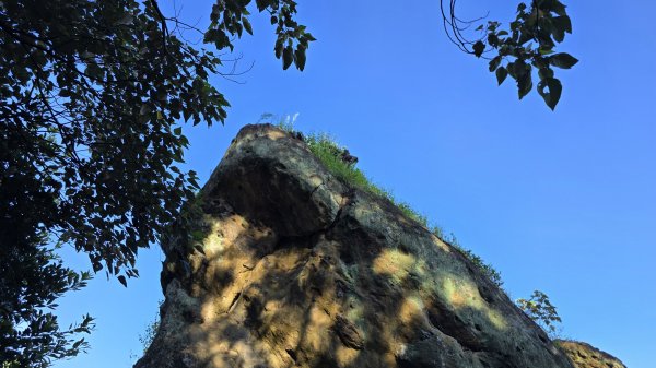 微笑山線大棟山系405高地＋百年大榕樹段，經典路線樹鶯縱走，串連青龍嶺、大同山等山峰2848382