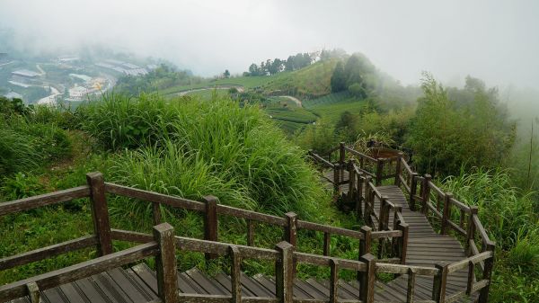 大凍山-二延平步道114673