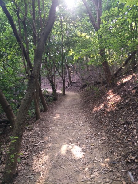 鳳凰山步道1518221