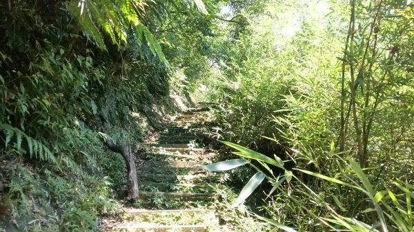 瑞芳區長興宮-粗坑口步道-觀音堂步道-碇內尖-長興宮O型3079031