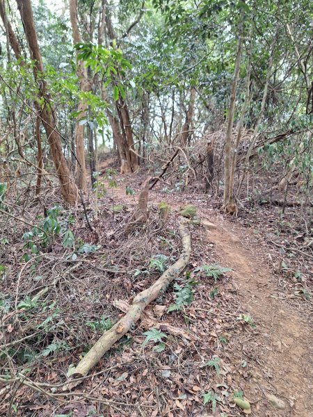 三段崎古道202401222696402