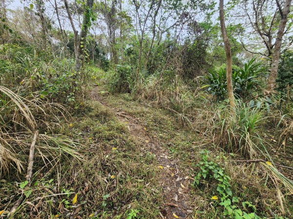 20260301濫坑山與鹿廚坑山3027255