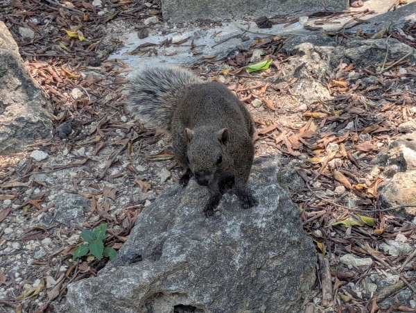 2025.03.25－壽山健走2746395