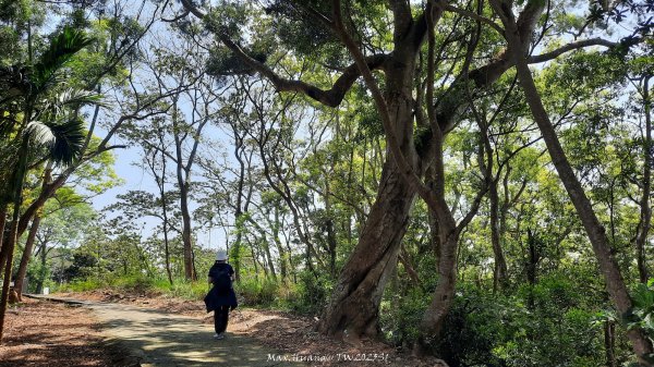 《彰化》登山逛市集｜臥龍坡步道環藤山步道202503222740512