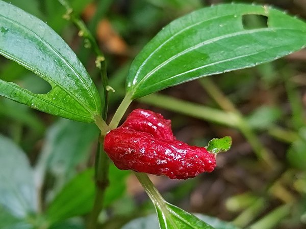 回歸自然的杜仔湖步道上雙子山2677786