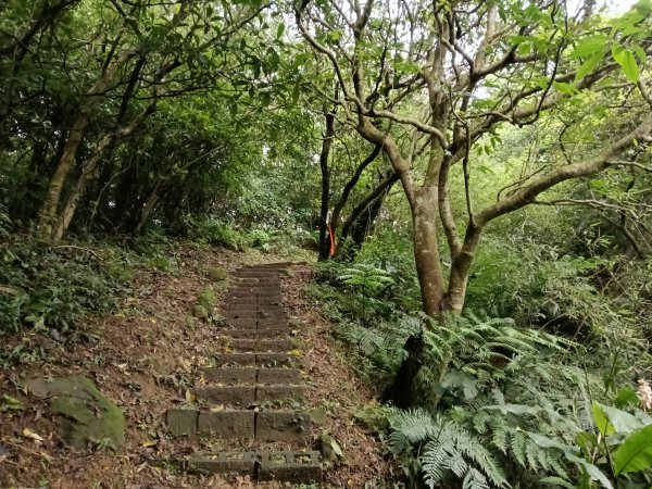 基隆市總督府(嶺)步(古)道-五坑山-五坑湖3038921