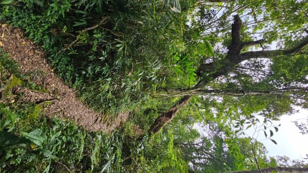 【暑假停課不停走】解鎖第49座小百岳#093都蘭山2822531