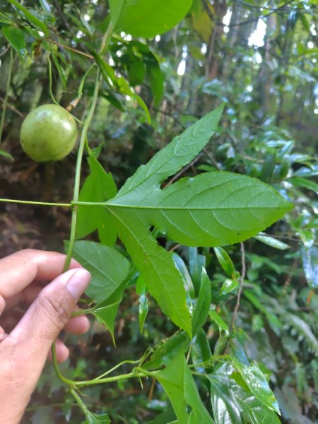再訪雙林山、杜仔湖步道、雙子山2817915