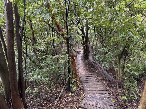 [微笑山線_第三段] 2026_0328 鳶山山系_福德坑山3025573