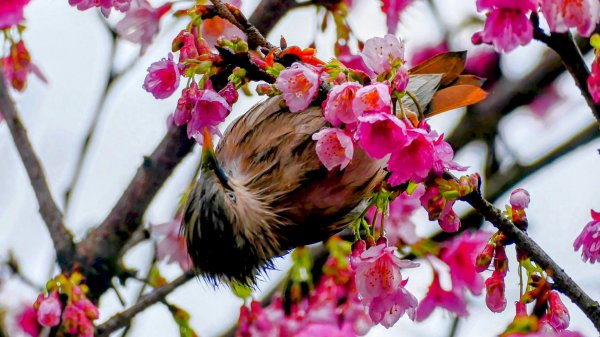 《青玉案・樂活櫻雲照水》2709188