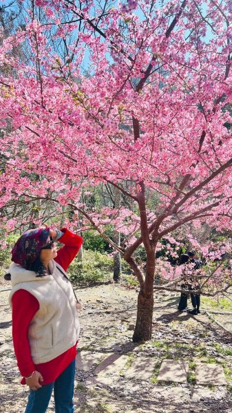 🌈2/16(日)-17(一)福壽山+武陵農場賞櫻🌈🌸FB：熊熊趴爬走 歡迎加入2714868