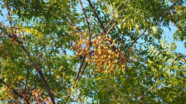 《彰化》堤岸漫步｜大肚溪棒壘場202301141995063