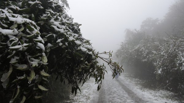 台北後花園下雪了 ！1232077