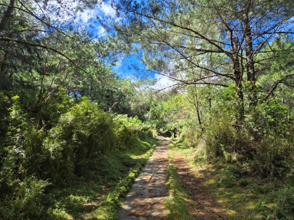 塔塔加步道（大鐵杉登山步道）2883095
