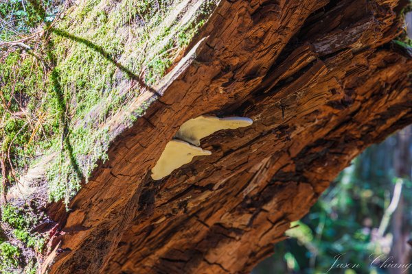 谷關七雄_八仙山2679626