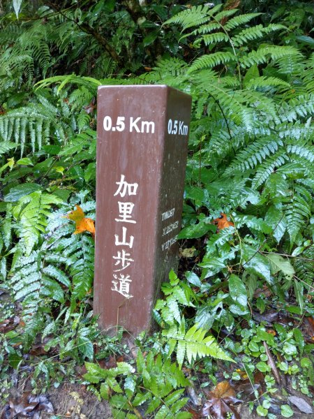 台版富士山「加里山」(小百岳#34) 2020/12/191424790