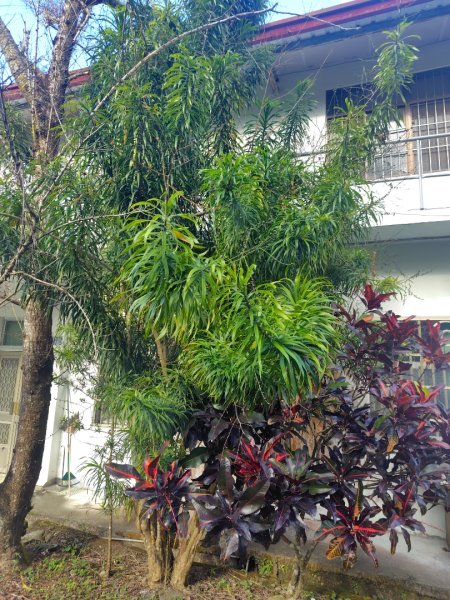 多納六秀 京大山2957520