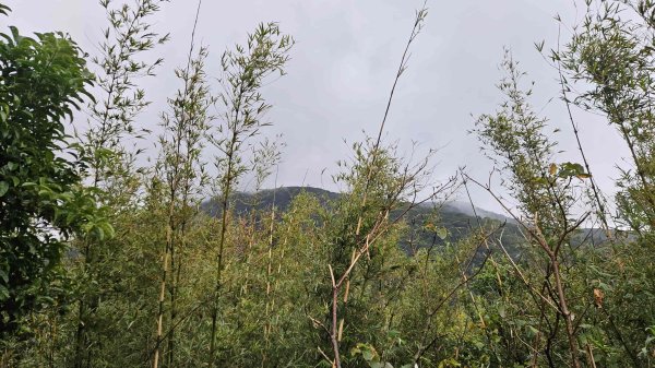 20251127菁苗步道-紅樓秘境-環七星步道O型2947312