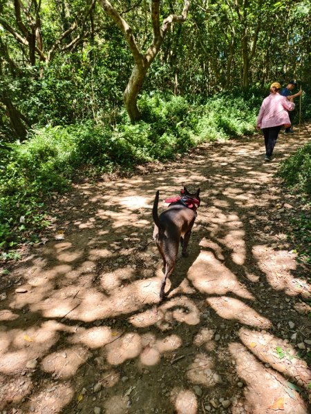 帶著毛孩去爬山-202508172866650
