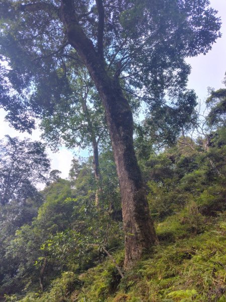 南東眼山連走有勝山2918769