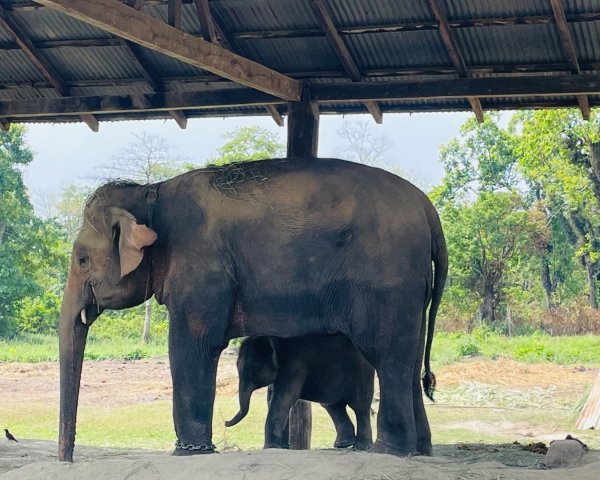 尼泊爾奇旺國家公園4天三夜2788877