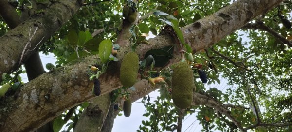 2026/02/27-荷苞山登山步道3010048