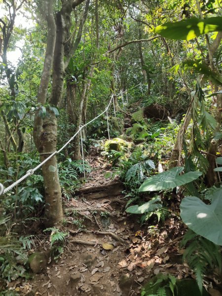 微笑山線：【天上山系】望月亭桐花段2855483