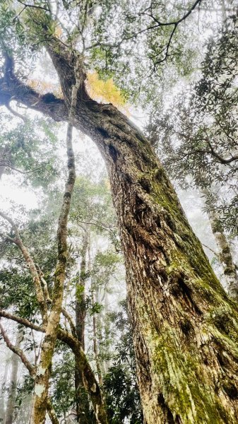 🌈12/18（三）魔法森林-塔曼山~網美打卡-巴陵鐵塔🌈2671872