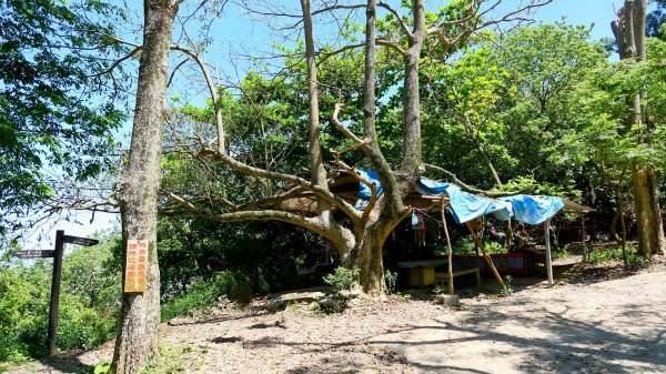 三汀山,苗圃,蝙蝠洞2787366