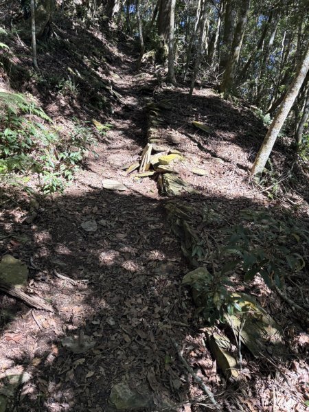 20251116鳴海山、網子山登山步道2938442