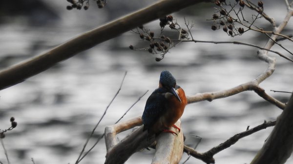 雲山水花鳥蝶-天龍國阿伯的日常 #翠鳥2641656