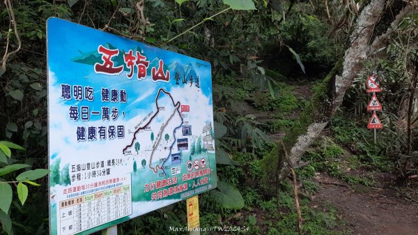 《新竹》不見五指｜北埔五指山登山步道上中指峰202410102619045